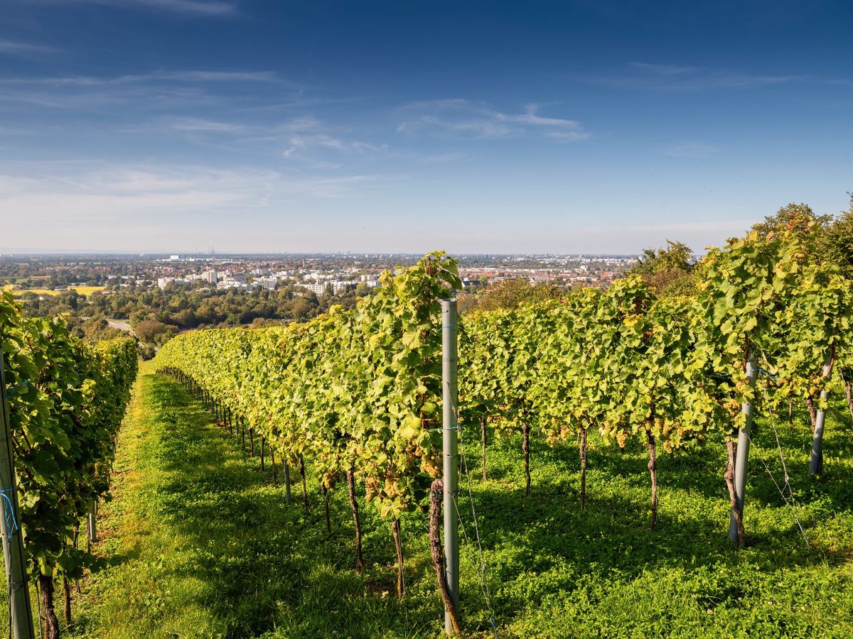 Weinberg des Weinguts Hans Winter mit Blick über Heidelberg